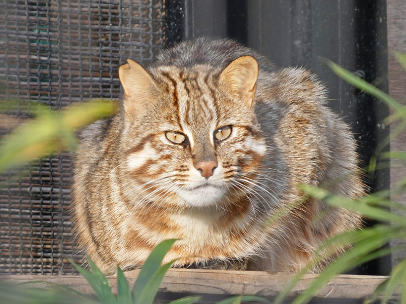 Mèo rừng Amur