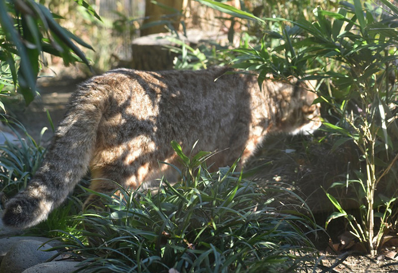 草の陰から外をうかがうヤマネコ