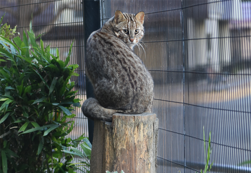 切り株に登ったヤマネコ
