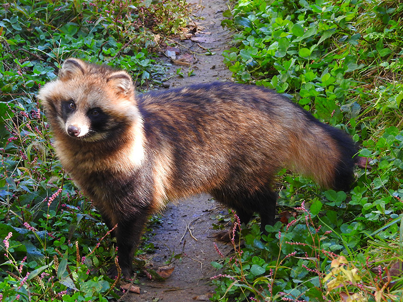 来園するホンドタヌキ「ぷるる」（写真提供：松本市アルプス公園）