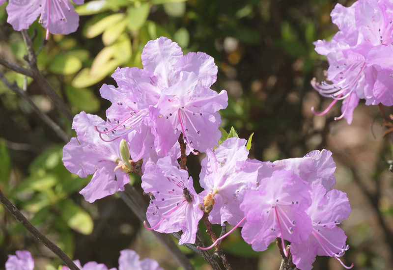 ゲンカイツツジ