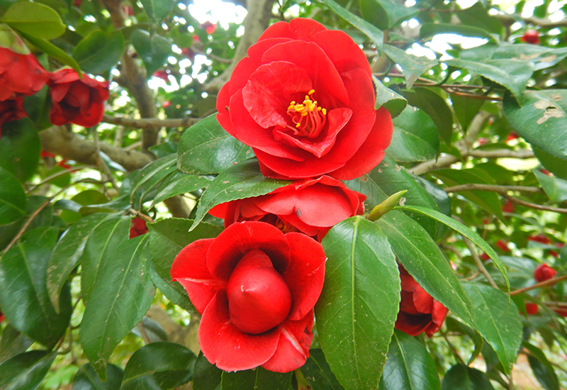 ツバキ崑崙黒（こんろんこく）