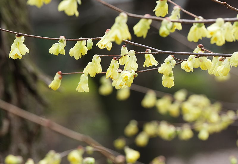 ヒュウガミズキ