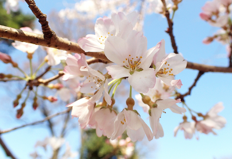 コヒガンザクラ