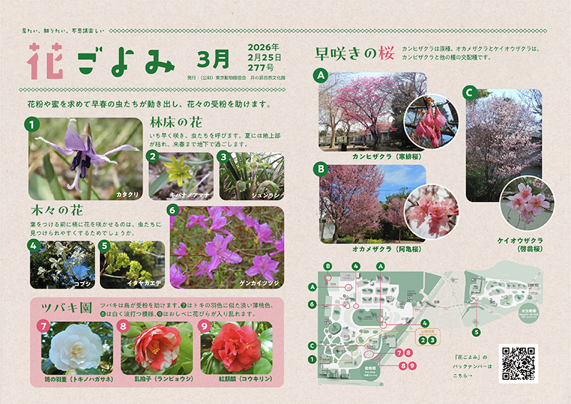 花ごよみ 3月