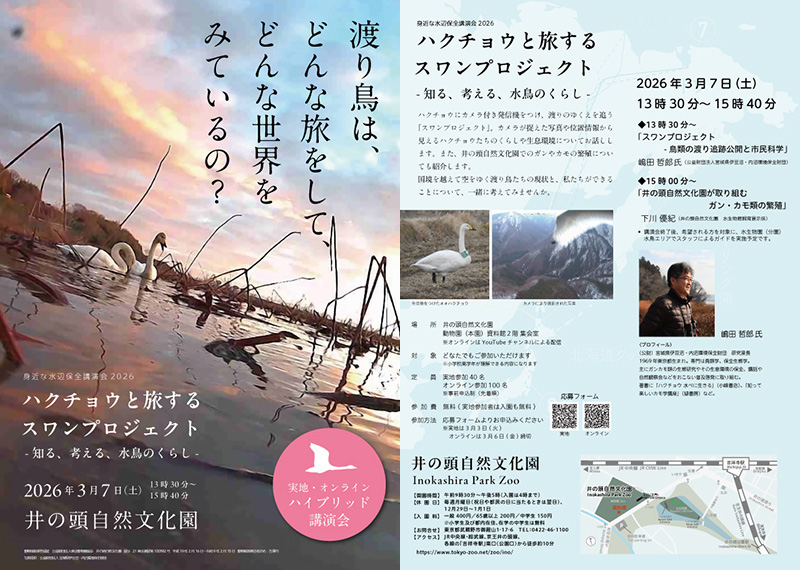 「ハクチョウと旅するスワンプロジェクト –知る、考える、水鳥のくらし」チラシ