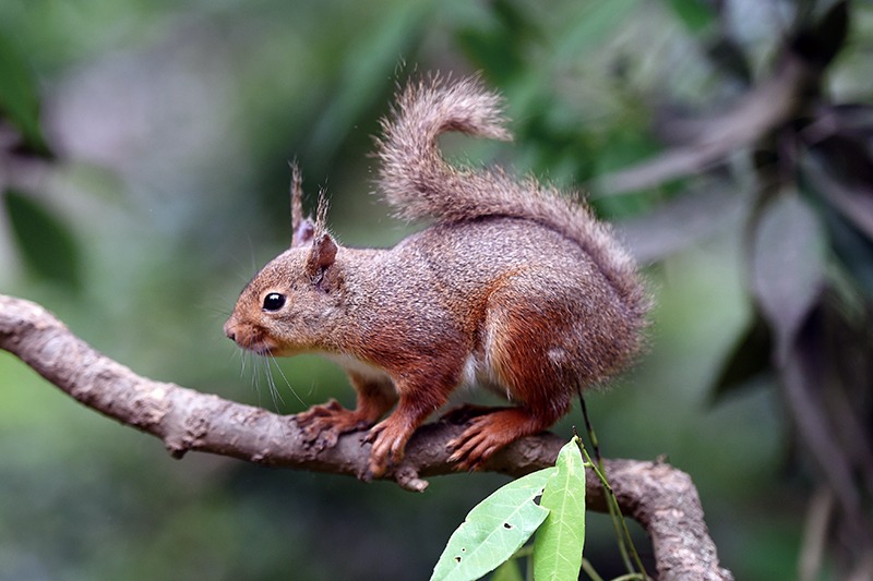 全身が栗色のニホンリス。枝の上に掴まっている。スリムな体型にふさふさの尾が沿っている