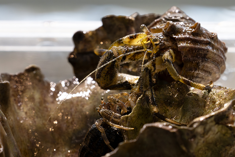 ユビナガホンヤドカリ