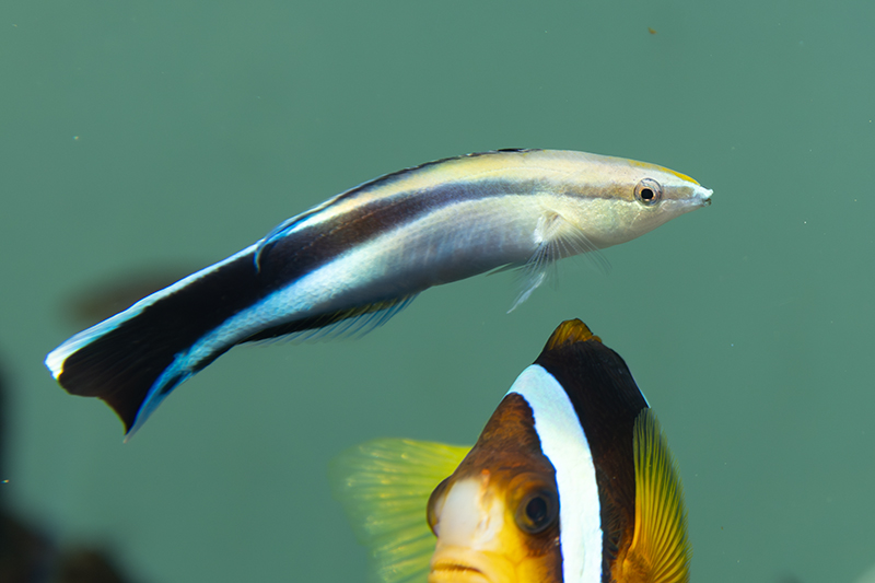 ホンソメワケベラ