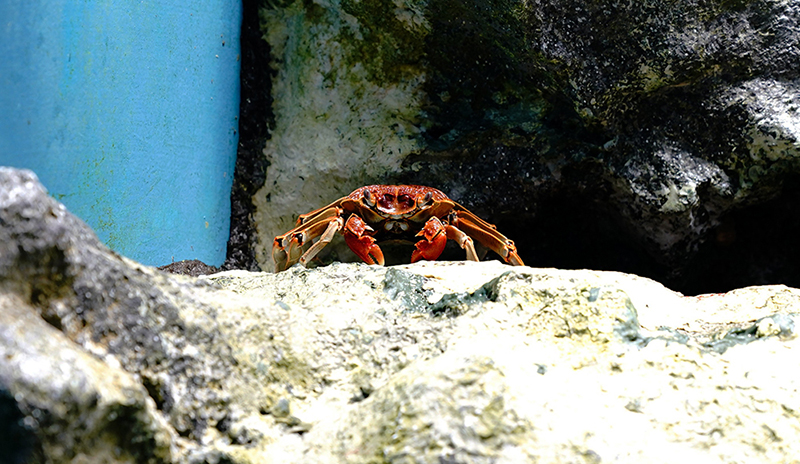 岩場にたたずむオオイワガニ