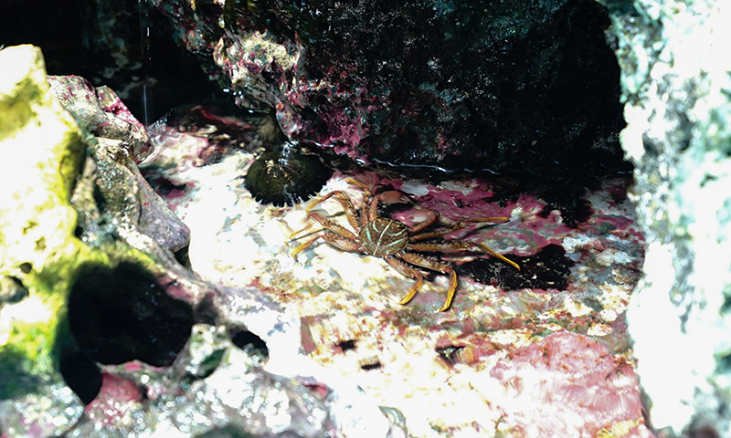 水中で岩にへばりつくトゲアシガニ