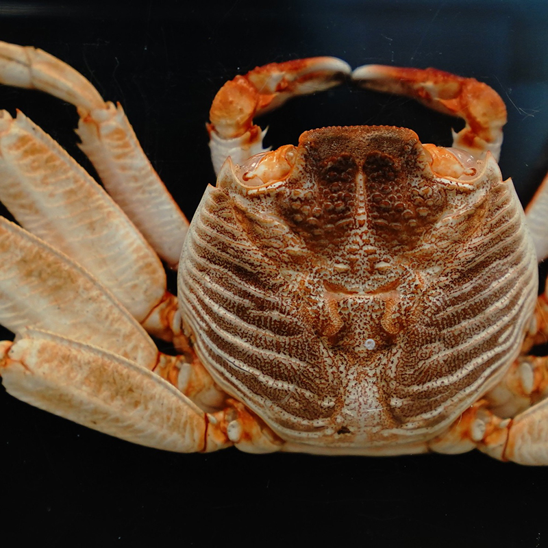 オオイワガニの標本