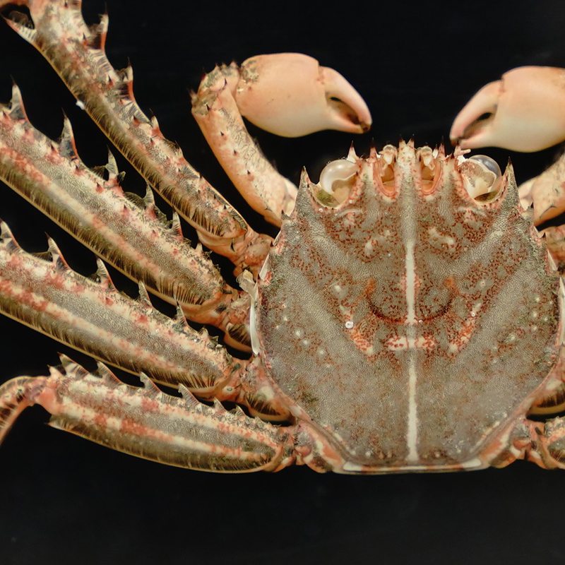 トゲアシガニの標本