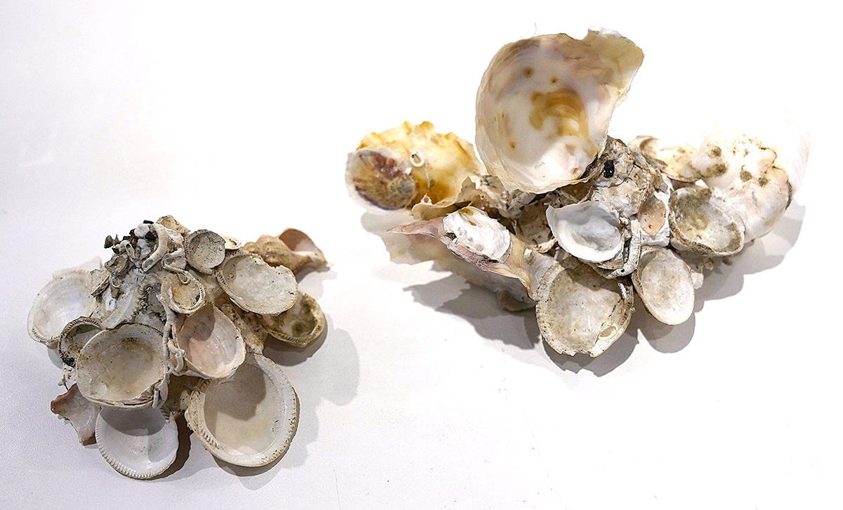 クマサカガイ。東北地方以南の水深50～1,050mの泥底に生息する