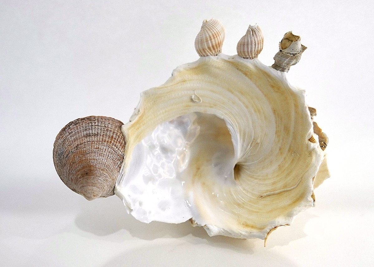 クマサカガイの裏側