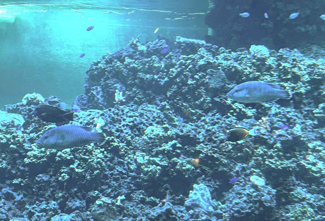 「サンゴ礁の海」のメガネモチノウオ。遠くからでもよく見える大きな魚