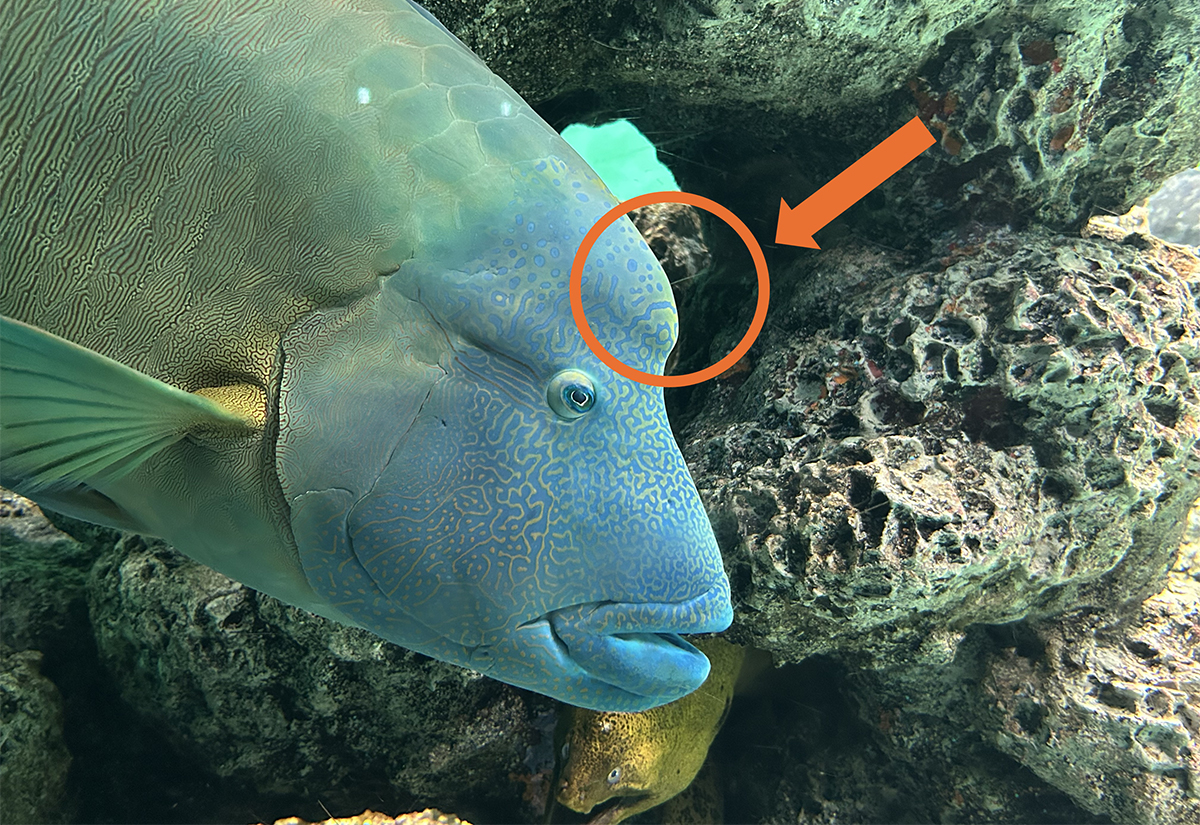 「南シナ海」のメガネオチノウオ。赤い丸の部分が成長するにつれて大きくなります