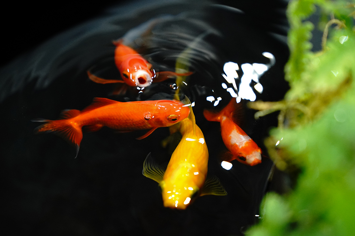 展示している金魚、ワキンとコメットという品種が写っている