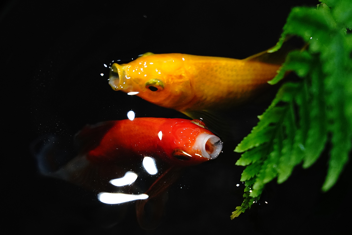 金魚が口を開けて水面をパクパクとしているようす