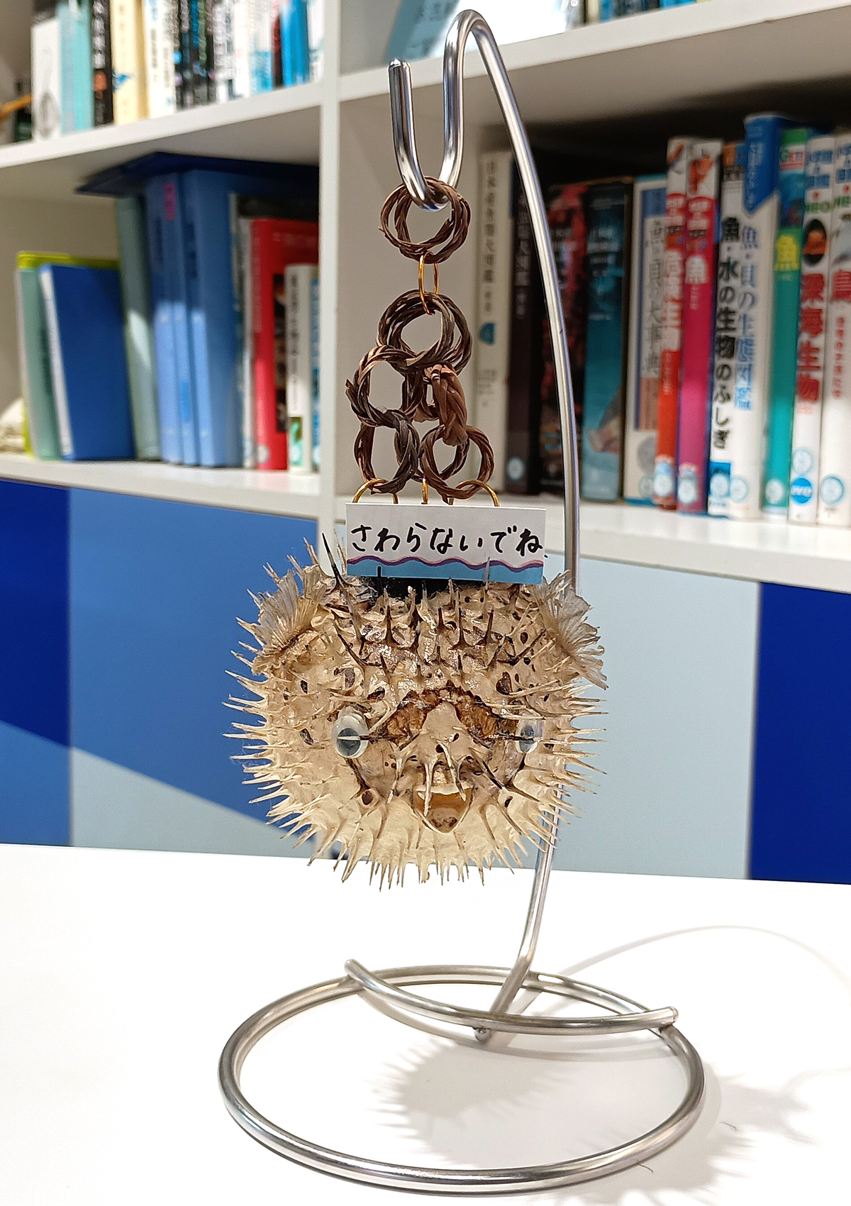 Pufferfish specimen