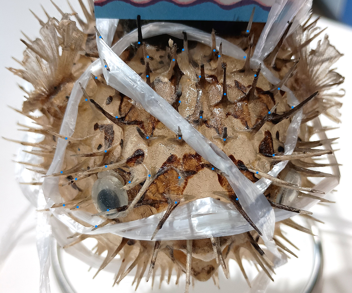 The act of counting the number of thorns