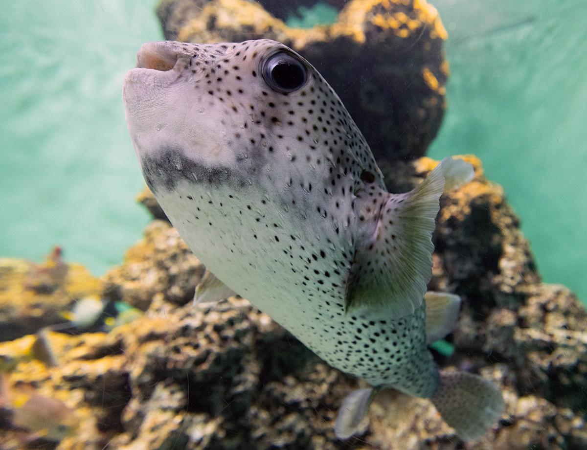 Spot-fin Porcupinefish