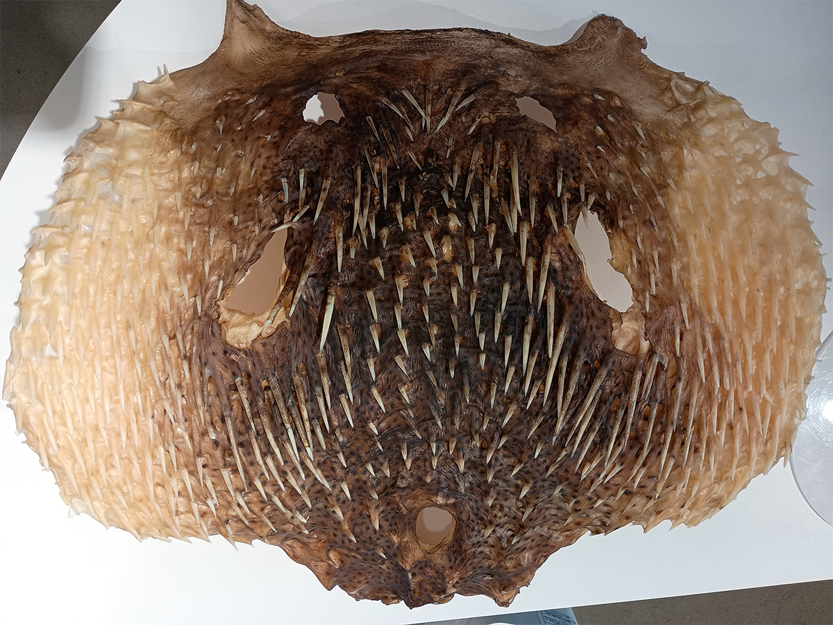 Specimen of Spot-fin Porcupinefish skin