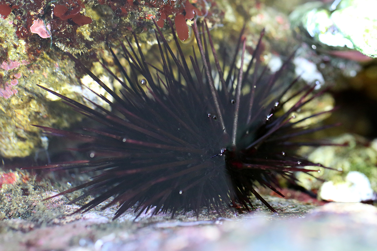 Purple Sea Urchin