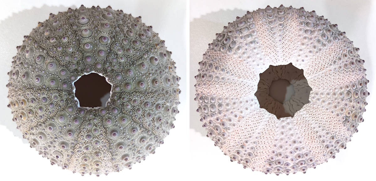 Sea urchin shell specimens