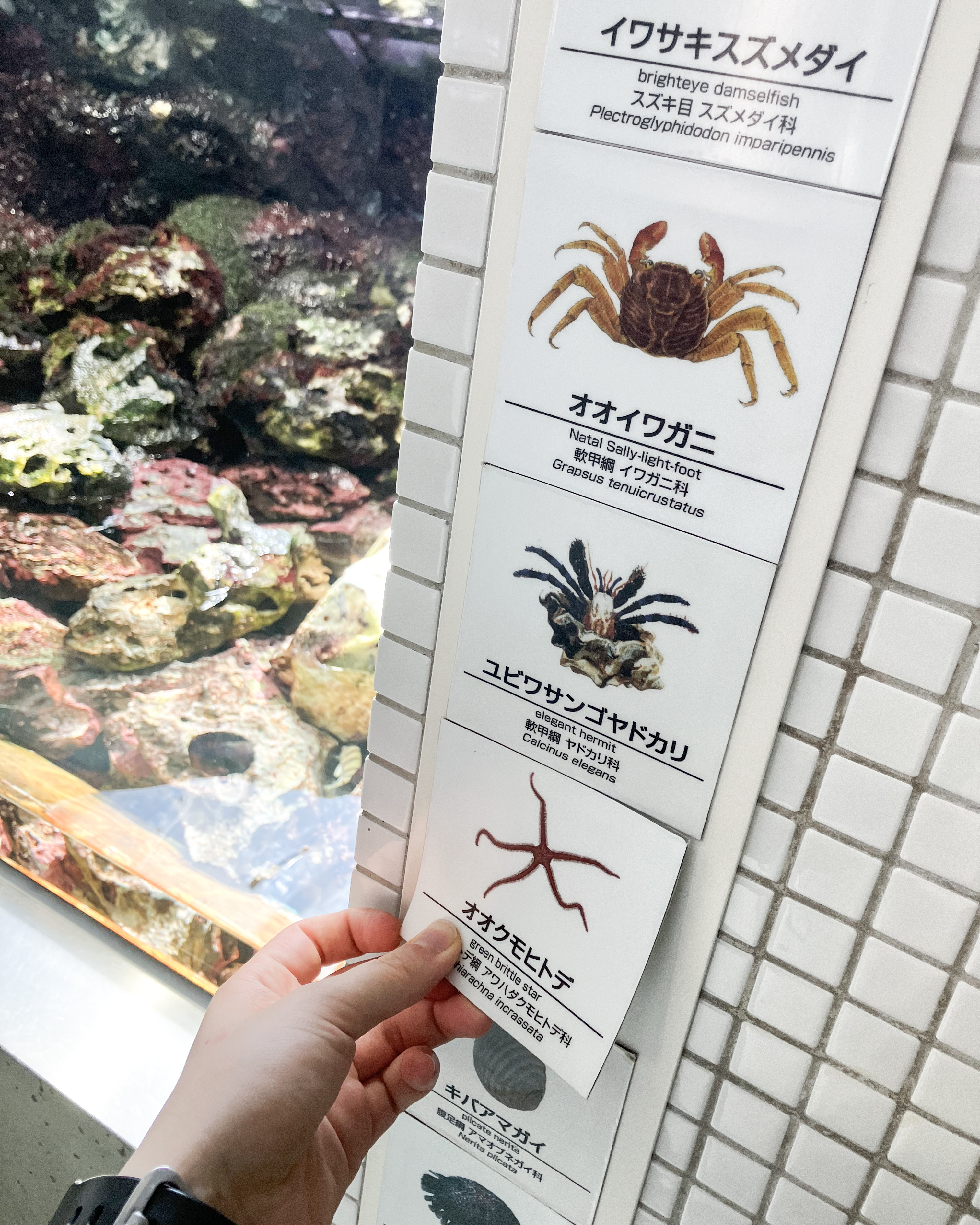 このように種名ラベルを掲示しています