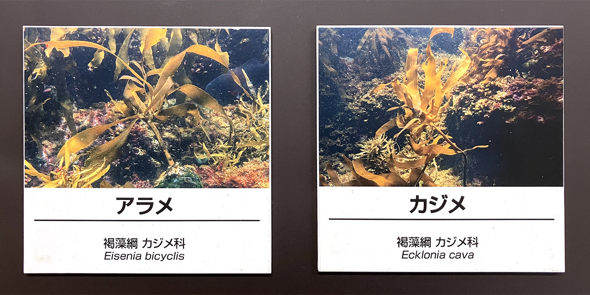 古い種名ラベルの画像