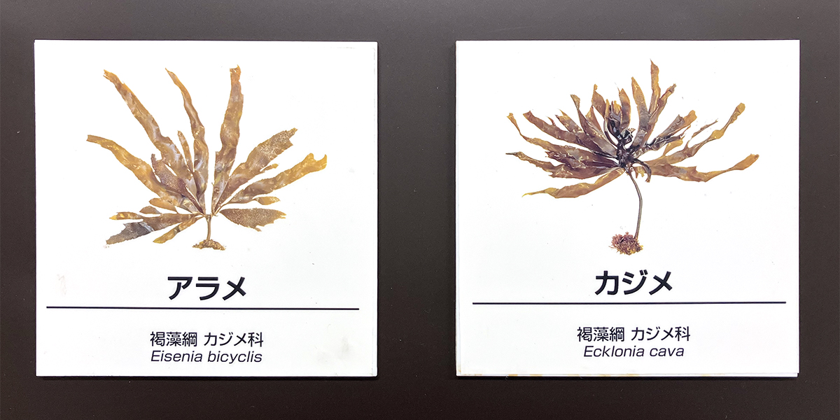 新しい種名ラベルの画像。アラメとカジメの特徴もわかりやすく見せられました
