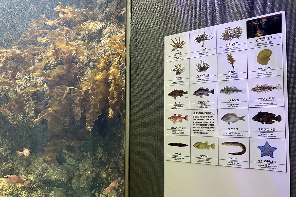 新しくなった種名ラベルホルダーです
