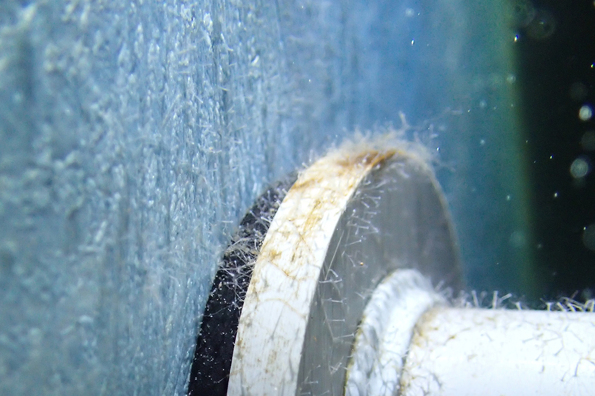 イサザアミのなかまを飼育している水槽の壁。ヒドロ虫がついている。