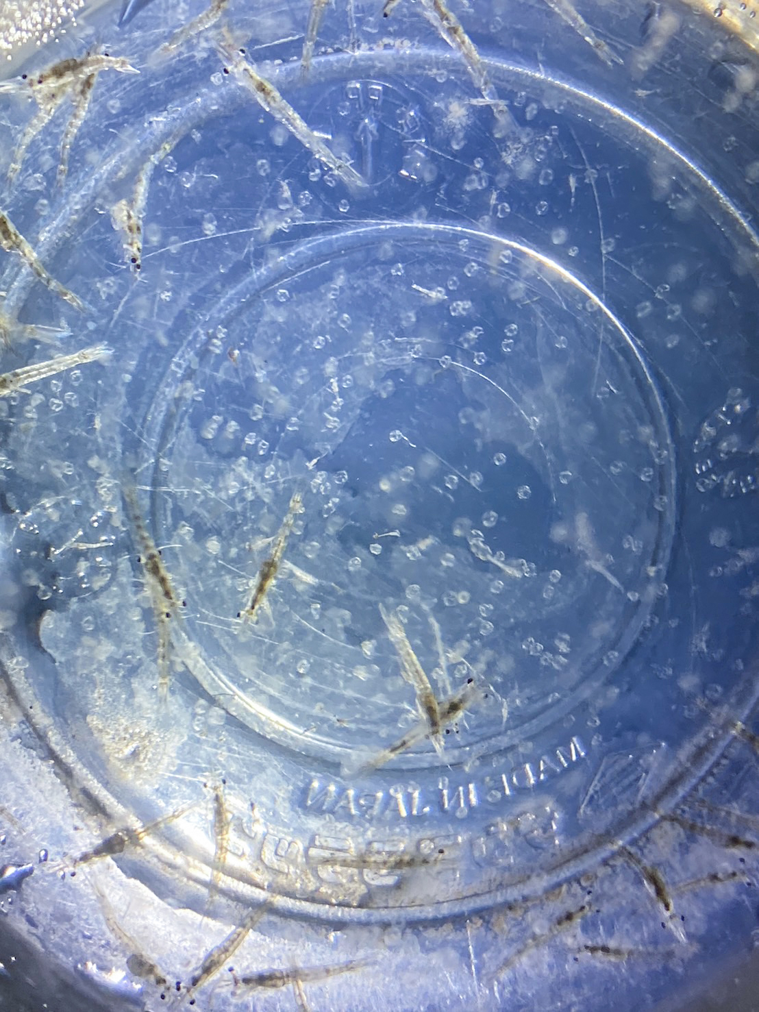 イサザアミのなかまと大量のなぞのクラゲ（水泡のような透明な粒がクラゲです）
