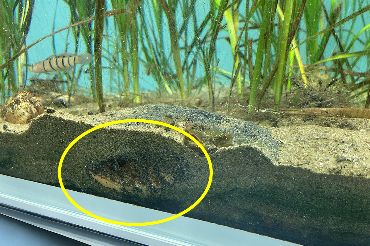 砂に潜っているタツナミガイ
