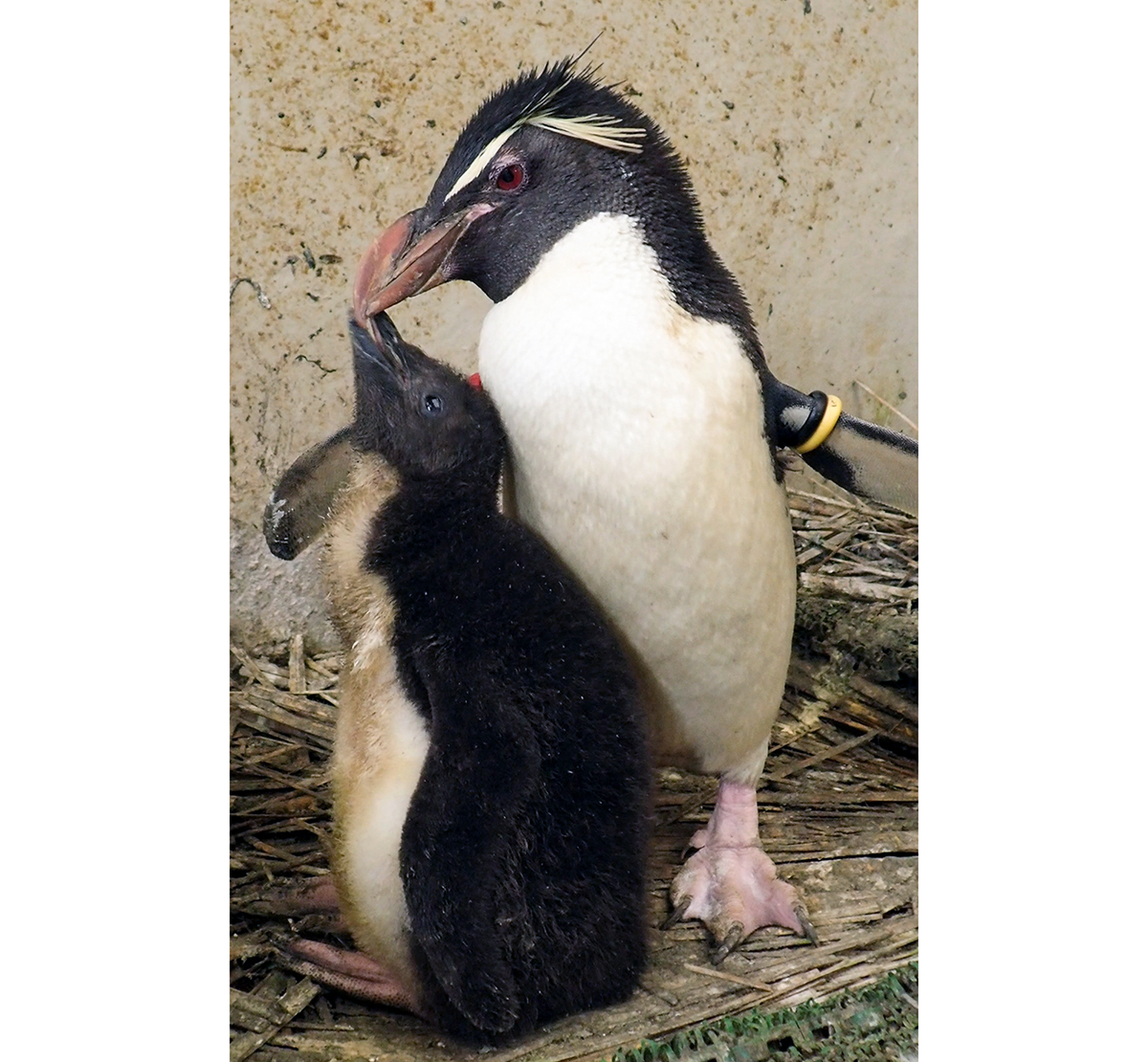 ひなが親に向かって鳴いているようす（孵化して23日後に撮影。体重1,228g）