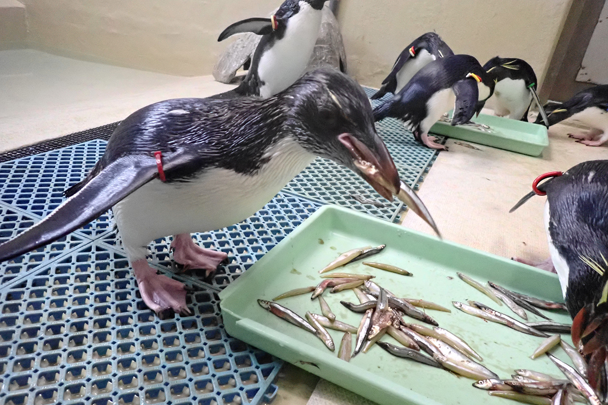 バットの上の魚を安定して食べられるようになった日のようす（孵化して120日後に撮影）