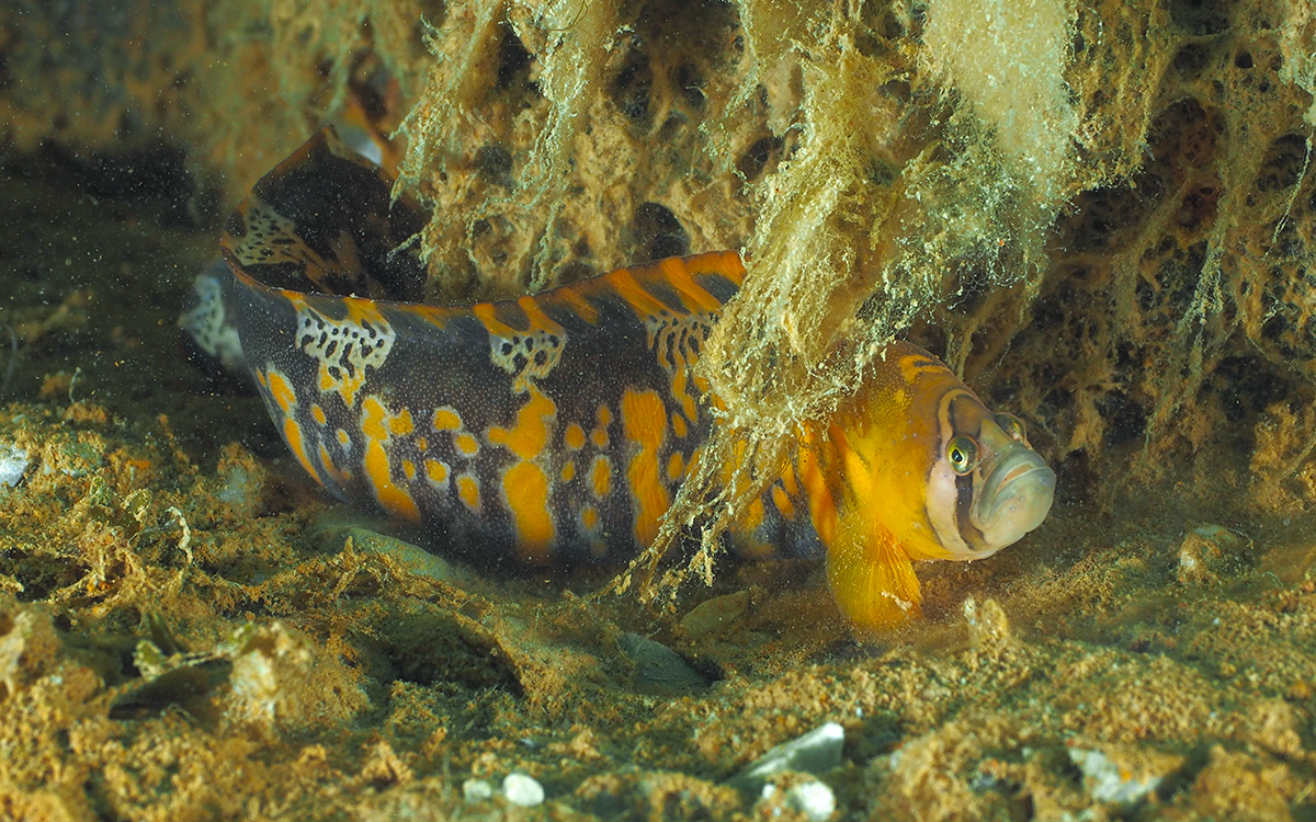岩と藻のあいだに隠れるヒモギンポ（ケンブリッジ・ベイで撮影）