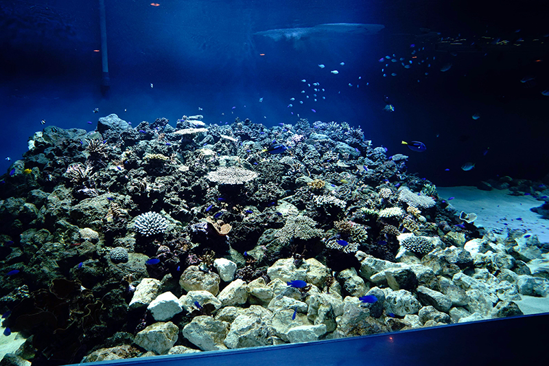 水槽の左側にもサンゴを配置しました