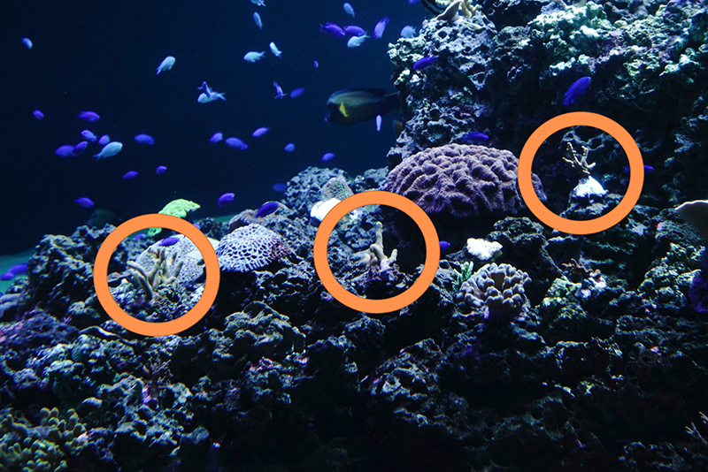 小さな欠片のサンゴは、水槽内のさまざまな場所にあります
