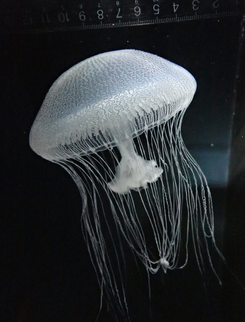 カザリオワンクラゲ