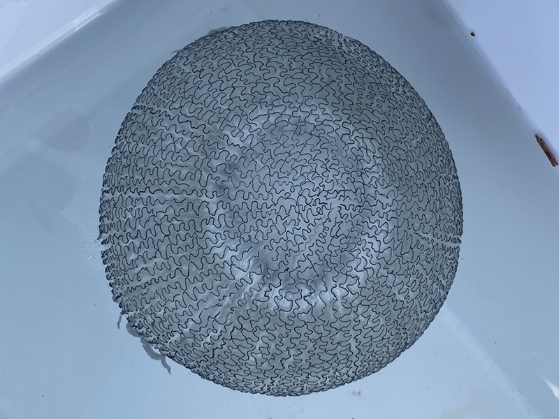 採集直後のようす。背景が白いとより模様がよく見える