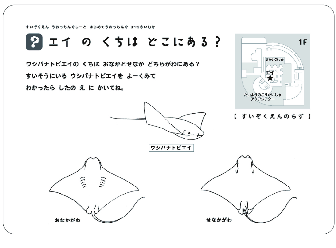 エイのくちはどこにある？