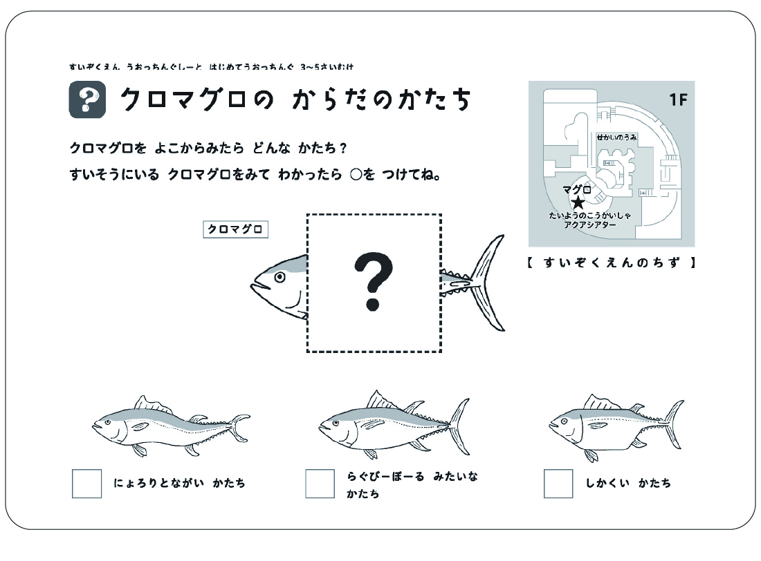 クロマグロのからだのかたち