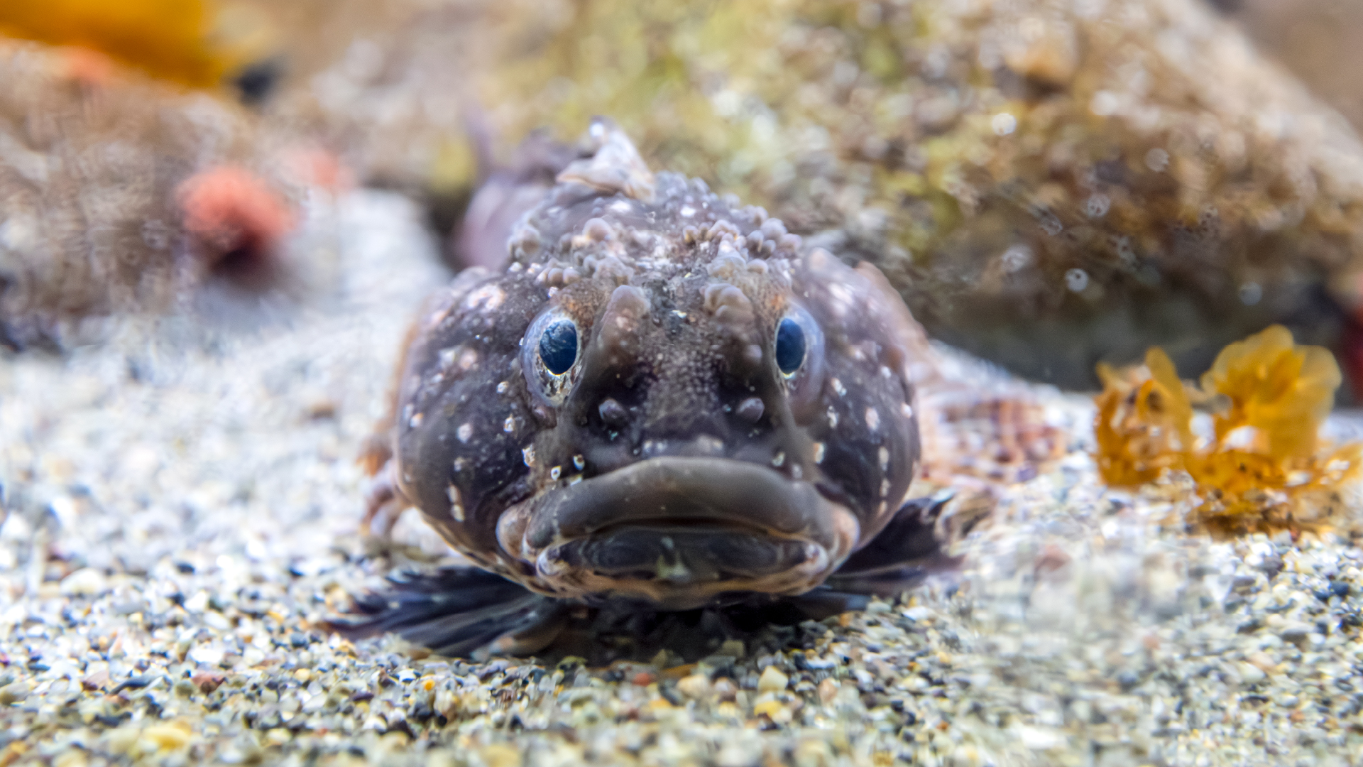 アンタークティックスパイニープランダーフィッシュ