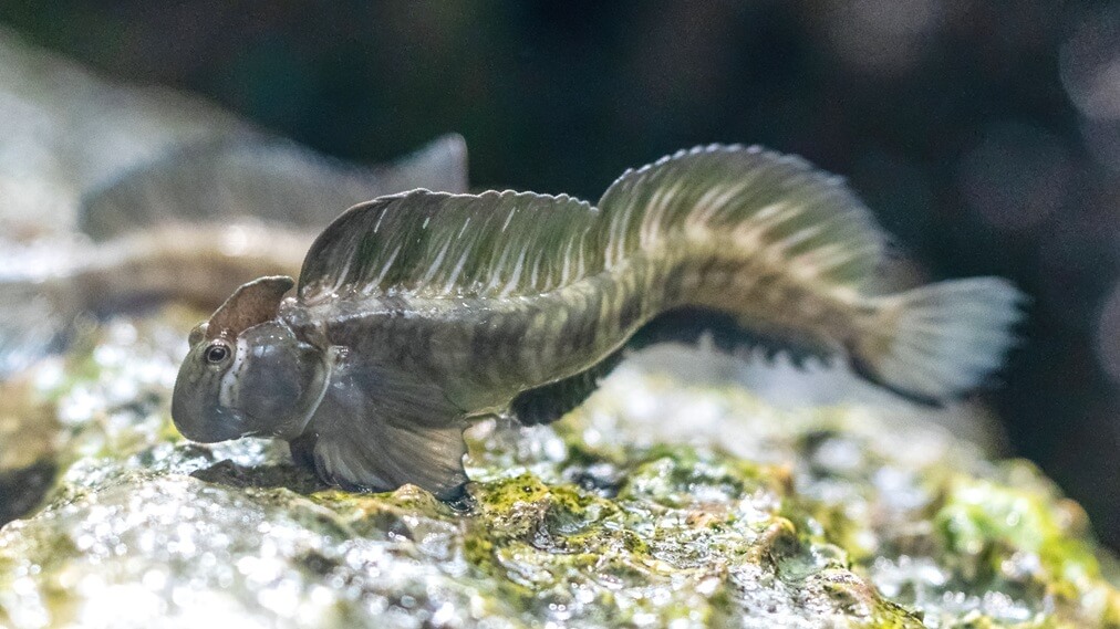 ヤセタマカエルウオ