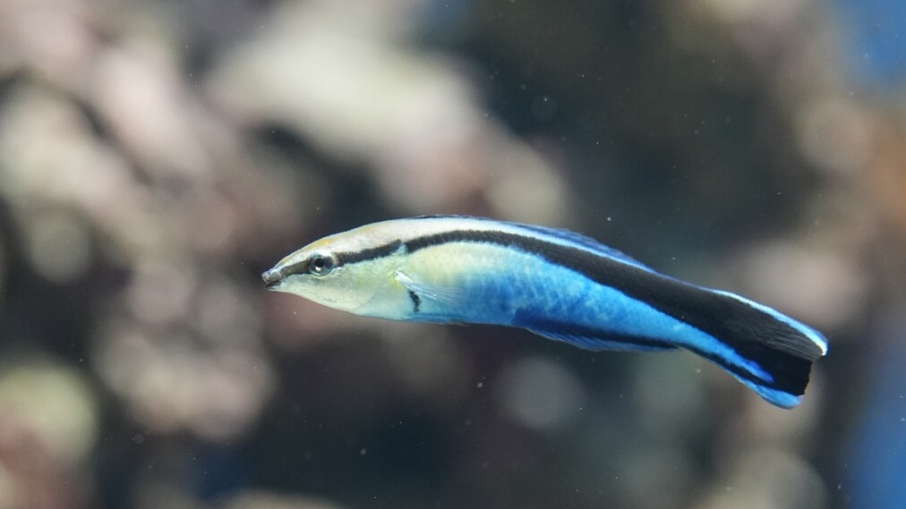 ホンソメワケベラ