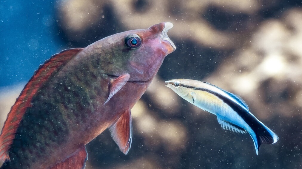 ホンソメワケベラ1