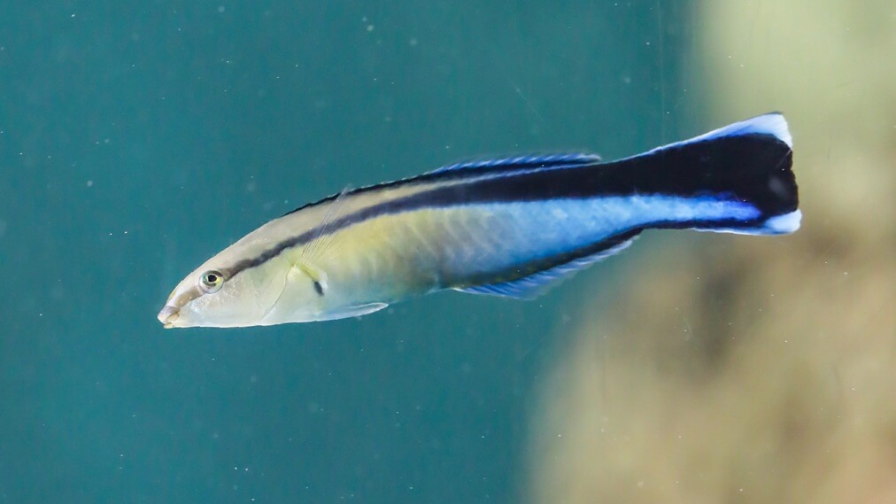 ホンソメワケベラ2